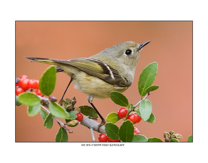 1220 ruby-crowned kinglet.jpg